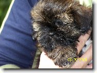 �icu, Shih-Tzu