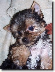 Jork��rsk� terier, Yorkshire Terrier,