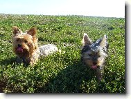 Jork��rsk� terier, Yorkshire Terrier,