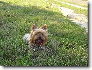 Jork��rsk� terier, Yorkshire Terrier,