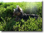 Jork��rsk� terier, Yorkshire Terrier,