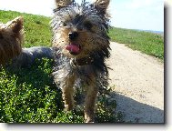 Jork��rsk� terier, Yorkshire Terrier,