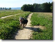 Jork��rsk� terier, Yorkshire Terrier,