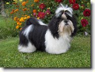 �icu, Shih-Tzu