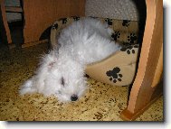 Bichon � poil fris�, Bichon Frise