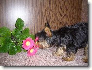 Jork��rsk� terier, Yorkshire Terrier,