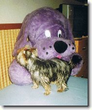 Jork��rsk� terier, Yorkshire Terrier,