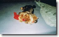 Jork��rsk� terier, Yorkshire Terrier,