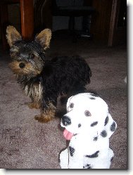 Jork��rsk� terier, Yorkshire Terrier,