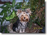 Jork��rsk� terier, Yorkshire Terrier,