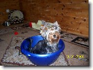 Jork��rsk� terier, Yorkshire Terrier,