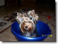 Jork��rsk� terier, Yorkshire Terrier,