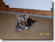 Jork��rsk� terier, Yorkshire Terrier,