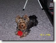 Jork��rsk� terier, Yorkshire Terrier,