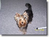 Jork��rsk� terier, Yorkshire Terrier,