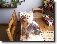 Jork��rsk� terier, Yorkshire Terrier,