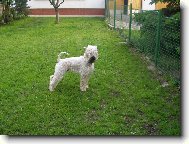 Irish Soft Coated Wheaten Terrier