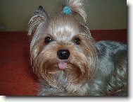 Jork��rsk� terier, Yorkshire Terrier,