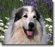 Chien de Montagne des Pyr�n�es