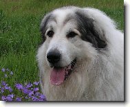 Chien de Montagne des Pyr�n�es