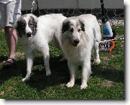 Chien de Montagne des Pyr�n�es