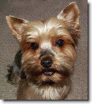 Jork��rsk� terier, Yorkshire Terrier,