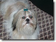 �icu, Shih-Tzu