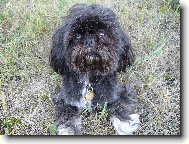 �icu, Shih-Tzu