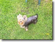 Jork��rsk� terier, Yorkshire Terrier,