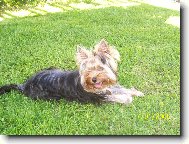 Jork��rsk� terier, Yorkshire Terrier,