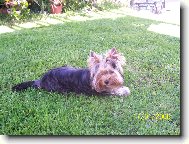 Jork��rsk� terier, Yorkshire Terrier,