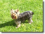 Jork��rsk� terier, Yorkshire Terrier,
