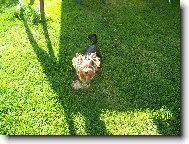 Jork��rsk� terier, Yorkshire Terrier,