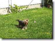 Jork��rsk� terier, Yorkshire Terrier,