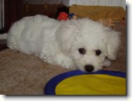 Bichon � poil fris�, Bichon Frise