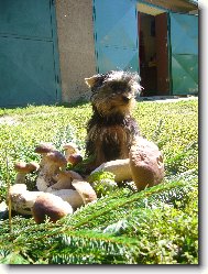 Jork��rsk� terier, Yorkshire Terrier,