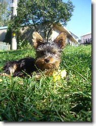 Jork��rsk� terier, Yorkshire Terrier,