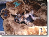 Jork��rsk� terier, Yorkshire Terrier,