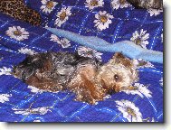 Jork��rsk� terier, Yorkshire Terrier,