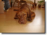 R�vidsz�r� Magyar Vizsla, Hungarian Short-haired Pointing Dog