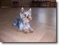 Jork��rsk� terier, Yorkshire Terrier,