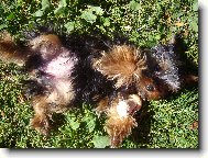 Jork��rsk� terier, Yorkshire Terrier,