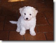 Bichon � poil fris�, Bichon Frise