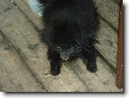 Deutscher spitz - Kleinspitz, German Spitz � Miniature Spitz