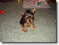 Jork��rsk� terier, Yorkshire Terrier,
