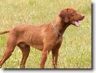 R�vidsz�r� Magyar Vizsla, Hungarian Short-haired Pointing Dog