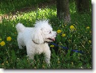 Bichon � poil fris�, Bichon Frise