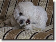 Bichon � poil fris�, Bichon Frise