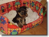 Jork��rsk� terier, Yorkshire Terrier,
