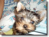 Jork��rsk� terier, Yorkshire Terrier,